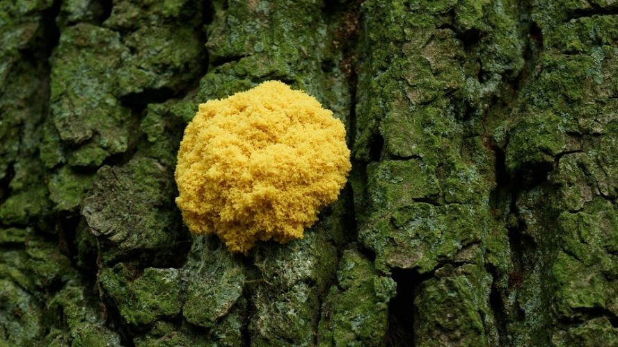 Image represents Waste/d Pavilion, Episode 2...