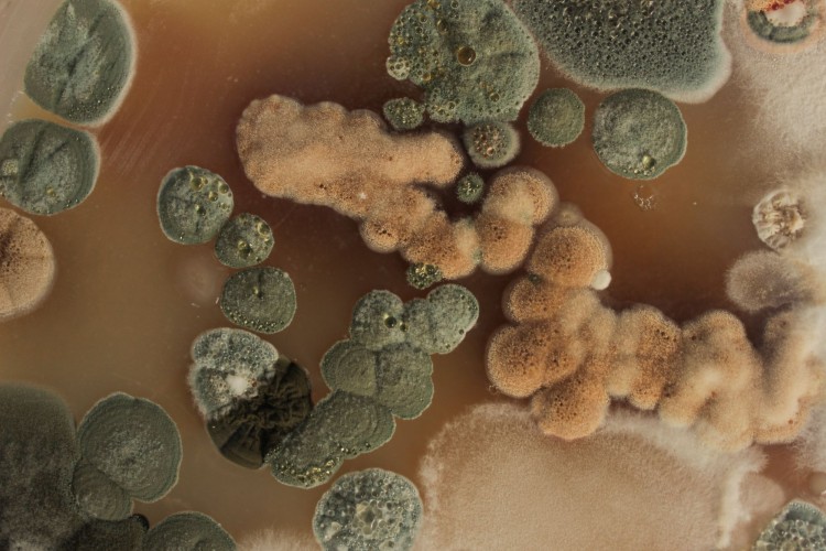 Image represents Συνέντευξη με τους doxiadis+ μ...